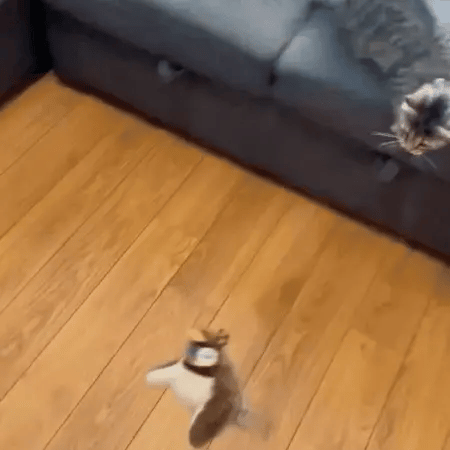 JOYBIRD™- Convierte su Aburrimiento en Pura Diversión