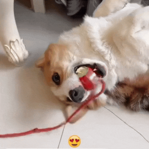 PawFlick™- Pelota Inteligente con Sensor y Musica