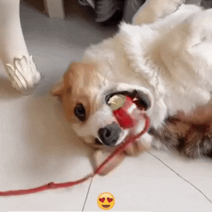 PawFlick™- Pelota Inteligente con Sensor y Musica